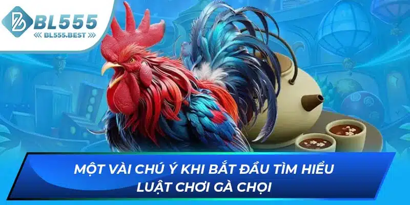 Cẩm Nang Kiến Thức Luật Chơi Gà Chọi Từ Chuyên Gia BL555 7 Một vài chú ý khi bắt đầu tìm hiểu luật chơi gà chọi
