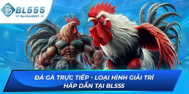 Đá Gà Trực Tiếp - Loại Hình Giải Trí Hấp Dẫn Tại BL555 2 ảnh đại diện